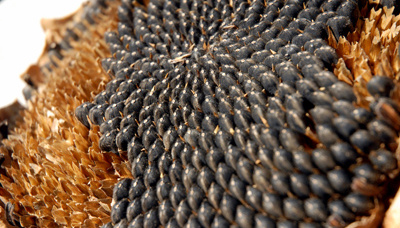 В Україні дешевшає соняшник