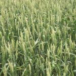 Нюанси обробки пшениці фунгіцидами — журнал Пропозиція