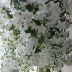 Підкормка для вазонів: що робити, щоб кімнатні рослини цвіли довше