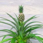 Кімнатний ананас: як виростити екзотичний фрукт у себе вдома