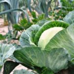 Найкращі сусіди для капусти: від шкідників захистять й урожай покращать