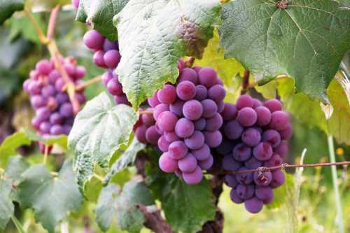 Підгодівля винограду навесні: коли та чим удобрювати