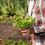 Чому гірчить салат листовий на грядці: прикра помилка городників