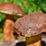 Чому прикмети забороняють збирати гриби у високосний рік