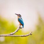 Чому птахи полюбляють співати зранку — вчені висунули кілька цікавих…