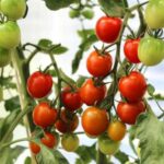 Чудо-спосіб для солодких томатів: чарівний склад, який змусить овочі радувати…