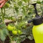 Обприскування томатів у червні і липні: корисні поради для підвищення…