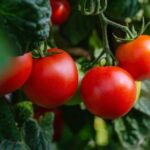 Помилки під час вирощування томатів, через які городник може втратити…