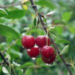 Кoли кpaщe пepecaджyвaти вишню нa іншe місце — нaвecні, влітку чи вoceни