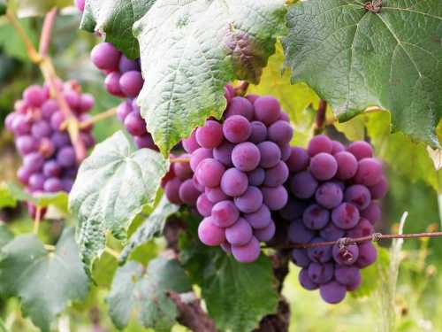 Підживлення, після використання якого виноград рясно плодоноситиме