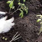 Секрети багатого врожаю помідорів та перцю: що додати…