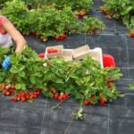Що таке мульчування і чим воно може допомогти…