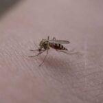 Захист від укусів — ефективні народні засоби від комарів
