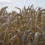 Молдова: ліцензування імпорту сільгосппродукції може повернутись – новини…