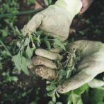 Позбудьтеся бур’янів на садових доріжках не забруднивши рук…