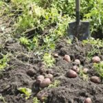Агрономи розповіли, коли потрібно копати картоплю, щоб вона…