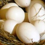 ЄС відновив мита на яйця і цукор з…