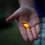 Американські вчені запропонували нове пояснення вогням нічних світлячків