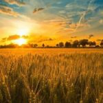 Ринок землі в Україні за три роки: де…