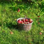 Яблука опадають незрілими: у чому причина і як із цим…