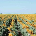 Контроль амброзії полинолистої в посівах соняшнику — журнал Пропозиція
