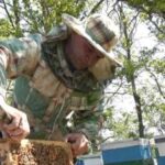 Український експорт меду: здобутки та проблеми