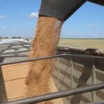 Україна експортувала вже понад 5,7 мільйона тонн зернових