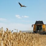Зібрано весь врожай пшениці. Він суттєво перевищив прогнози