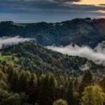 «Ліси України» зменшило рубки в Карпатах, але проблема…