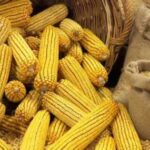 В Україні продовжують зростати ціни на кукурудзу