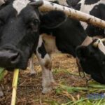 Україна у квітні зменшила експорт ВРХ – профільна асоціація