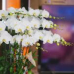 Одна умова, щоб закладалося багато квітконосів у орхідеї: голландська технологія