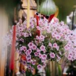 Хочете петунію-кулю? Ось що треба знати, щоб не залишитися з…