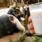 Україна у квітні скоротила експорт та імпорт молочної продукції –…