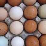 Україна почне експортувати яйця в Канаду