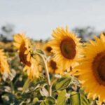 Насіння з України і Молдови можна експортувати в ЄС –…