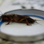 100 грамів на 10 літрів води і про капустянку можна…