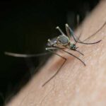 Пахне смачно, а комарі бояться: позбавляємося від комарів та мух…