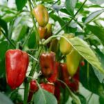 5 помилок, які перець не прощає. Що не треба робити,…