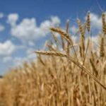 USDA прогнозує зменшення виробництва та експорту української пшениці