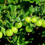 Що потрібно зробити з аґрусом зараз для підвищення врожайності куща