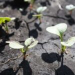 Прості процедури з редискою після появи перших листочків, щоб отримати…