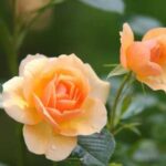 Чому ваші троянди не пахнуть? Головні фактори, що впливають на…