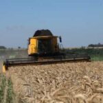 Українська зернова асоціація прогнозує збільшення врожаю та експорту у новому…