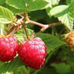 Важливий догляд за малиною у серпні – для великих і…
