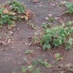 Не садити полуницю після полуниці — це закон. Як відновити…