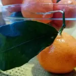 Як потрібно купувати мандарини: 10 порад…