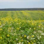 На Agritechnica значної уваги приділять темі регенеративного землеробства