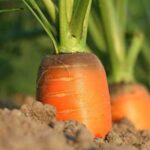 Чому морква виростає несолодкою і як змусити її накопичувати цукор