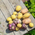 Де зберігати врожай, якщо немає льоху:…